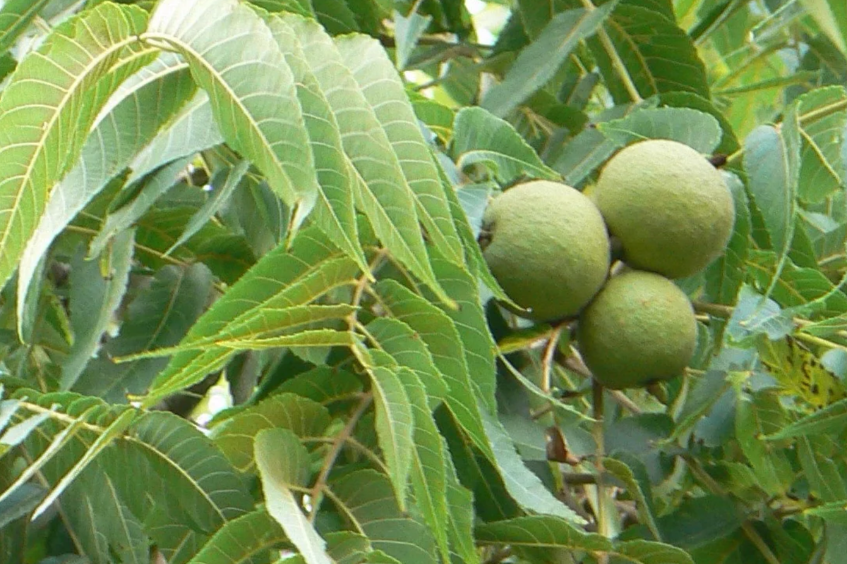 Black Walnut Tree Seedlings (2-Pack) Bare Root 1-2' Tall | Juglans nigra, Zones 4-9
