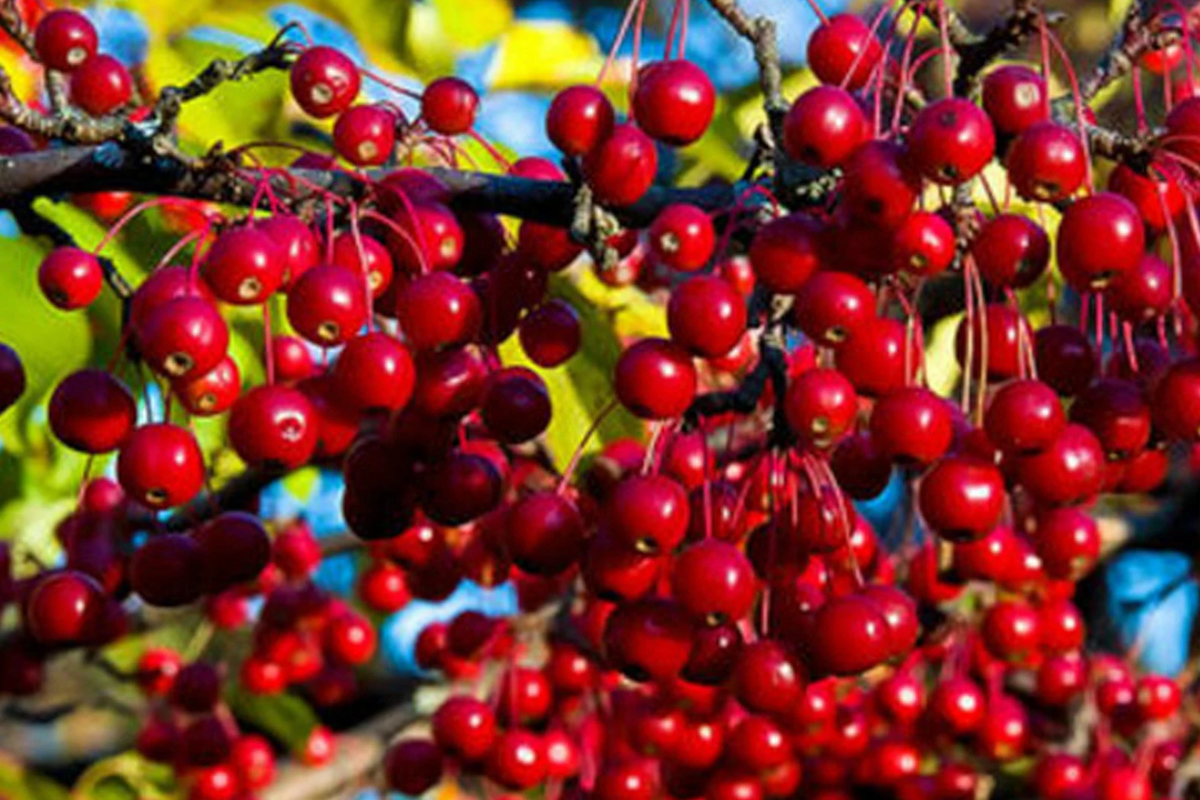 Aronia arbutifolia (Red Chokeberry) - 2 Bare-Root Shrubs | Pollinator-Friendly, Edible Berries