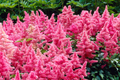 Astilbe Heavy Metal Bare Root Plant | Ruby Red Blooms | Shade-Loving Perennial (2-3 Eye) - Deer & Rabbit Resistant