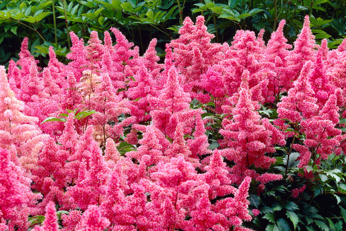 Astilbe Heavy Metal Bare Root Plant | Ruby Red Blooms | Shade-Loving Perennial (2-3 Eye) - Deer & Rabbit Resistant