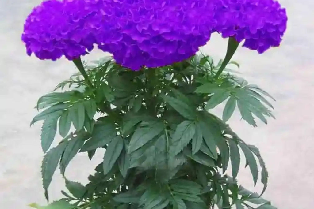 Purple India Marigold Seeds - 25+ Rare Seeds - Heat-Tolerant Annual - Pest Repellent