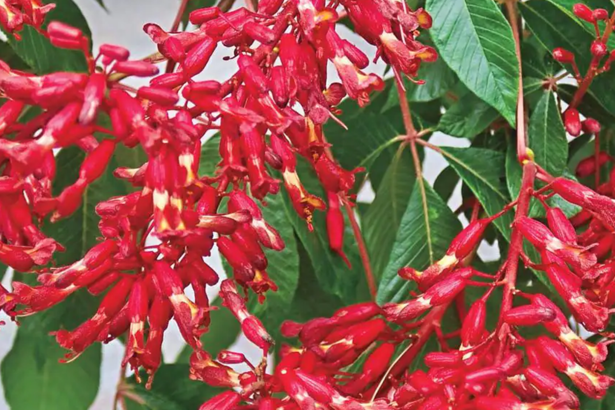 Buckeye Red Tree Bare-Root (2) Aesculus pavia | Red Spring Blooms, Oval Shape, Specimen Tree, Zones 4-8