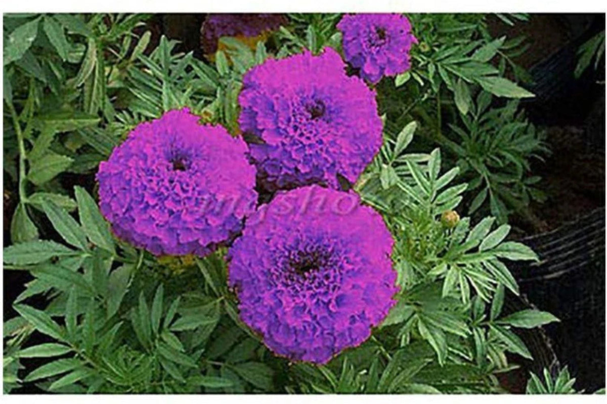 Purple India Marigold Seeds - 25+ Rare Seeds - Heat-Tolerant Annual - Pest Repellent