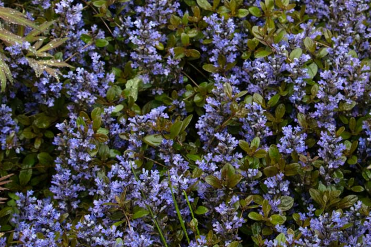 Ajuga reptans 'Chocolate Chip' Bare Root Bugleweed Plants - 3 Live Starter Plants
