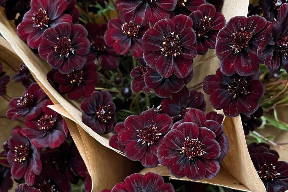 Chocolate Cosmos Seeds - 200 Rare Seeds - Vanilla Scented Dark Blooms