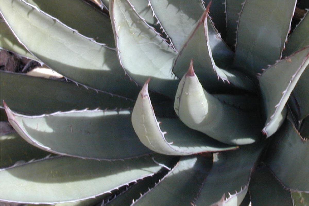 Agave lechuguilla 10-Leaf Cutting | Rare Desert Succulent Starter Plant
