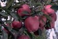 Arkansas Black Apple Tree (Malus domestica ‘Arkansas Black’) - 2-3 ft Starter Plant, Cold Hardy