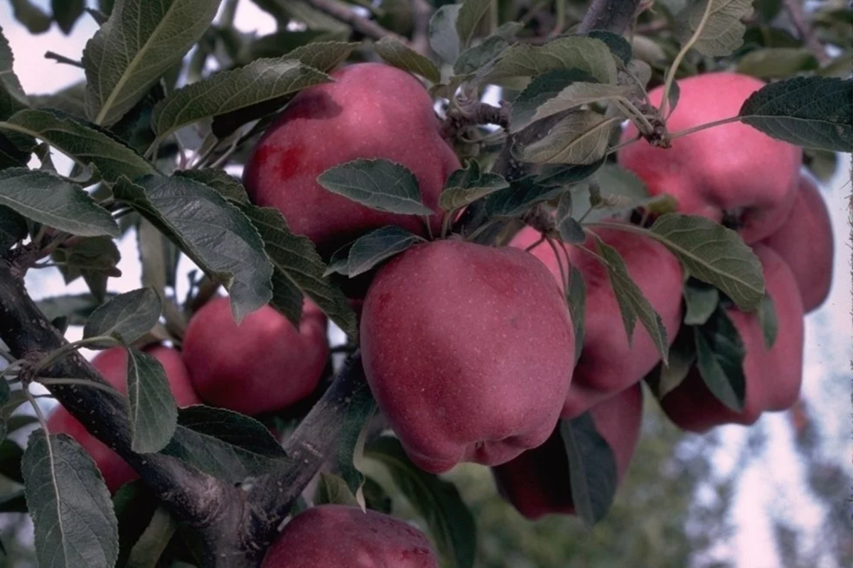 Arkansas Black Apple Tree (Malus domestica ‘Arkansas Black’) - 2-3 ft Starter Plant, Cold Hardy