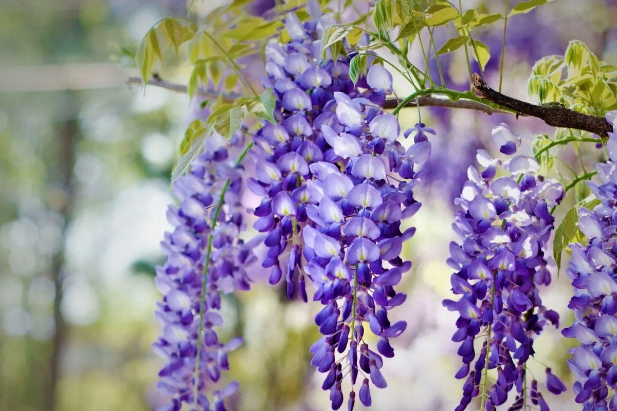 Blue Chinese Wisteria Tree (1-2ft) Bare Root – Live Starter Plant