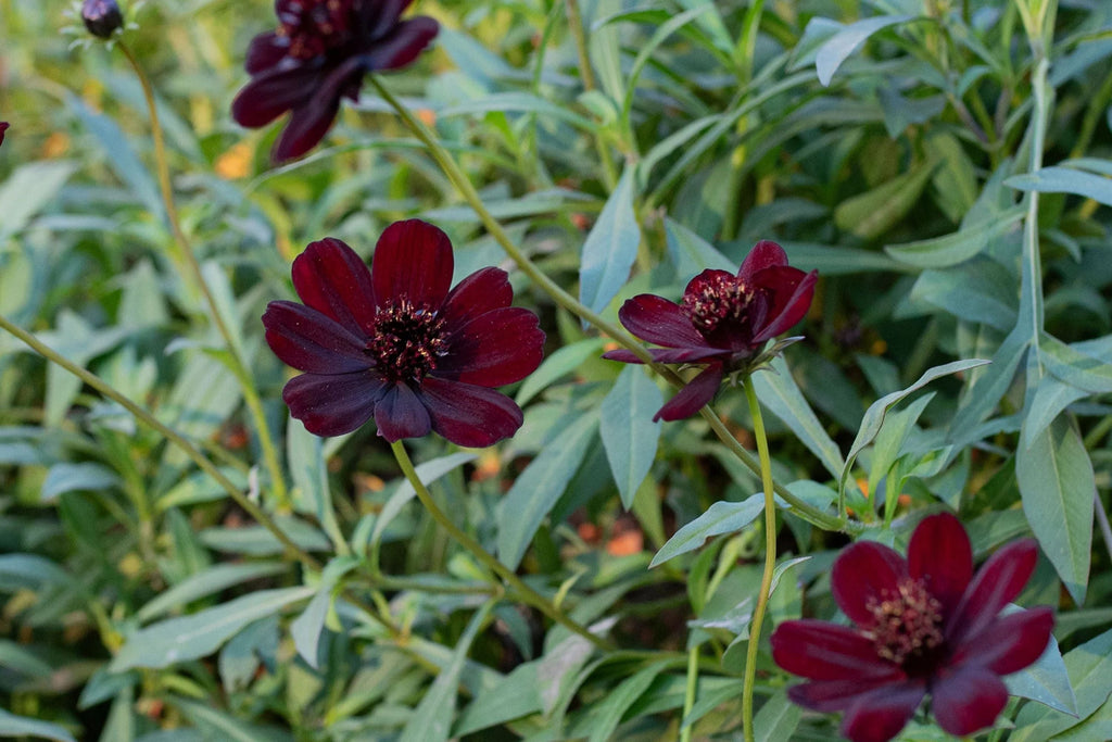 Chocolate Cosmos Seeds - 200 Rare Seeds - Vanilla Scented Dark Blooms