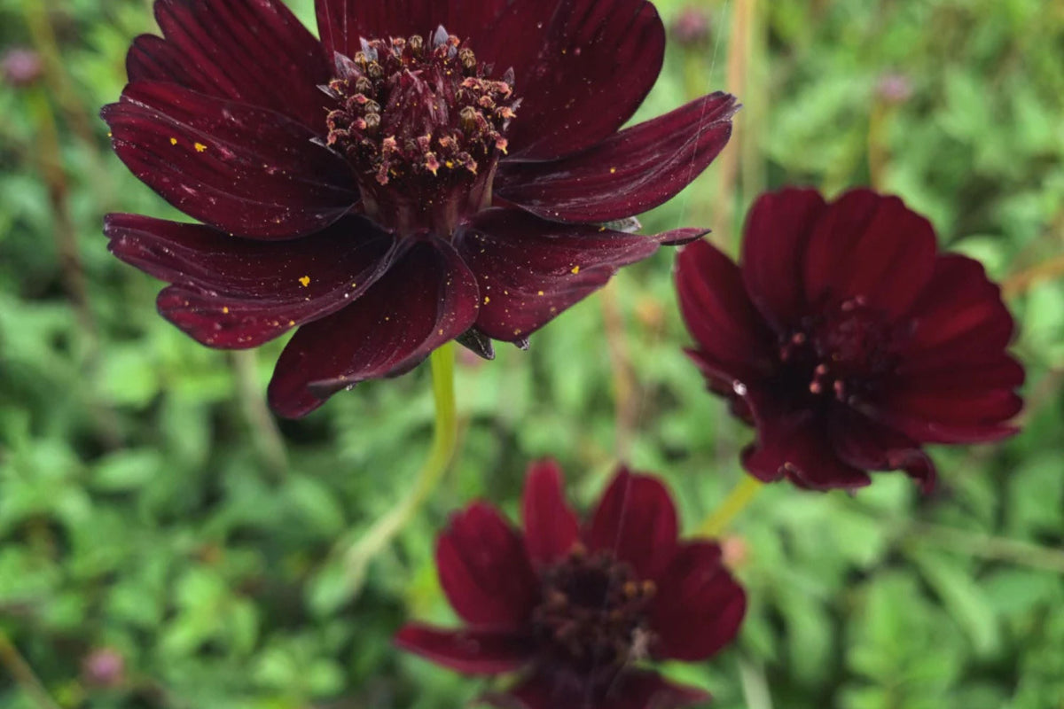 Chocolate Cosmos Seeds - 200 Rare Seeds - Vanilla Scented Dark Blooms
