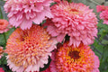 Cupcakes Pink Mix Zinnia Seeds - 100+ Seeds for Double Blooms, Cut Flowers