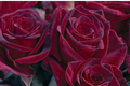 Black Baccara Rose - Hybrid Tea Bare Root Starter Plant, Zones 6-10