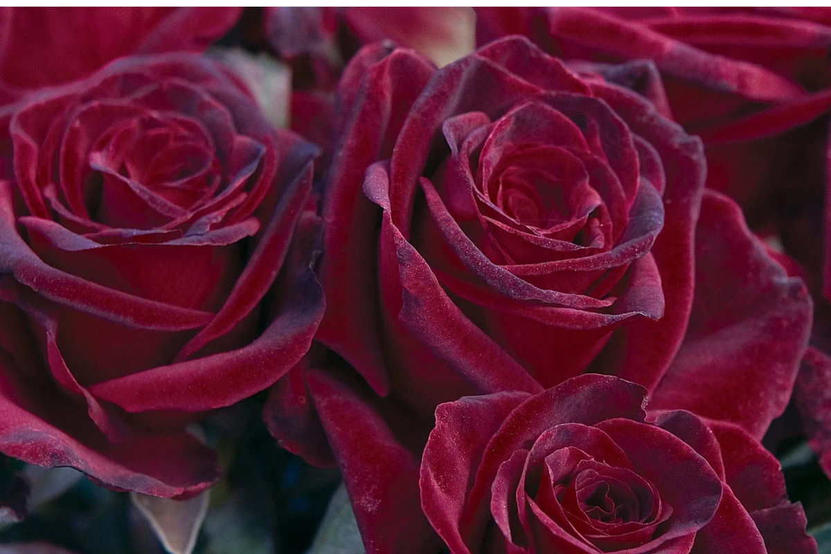 Black Baccara Rose - Hybrid Tea Bare Root Starter Plant, Zones 6-10