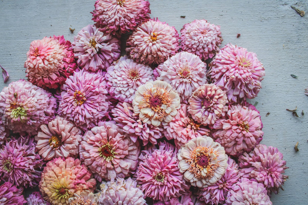 Cupcakes Pink Mix Zinnia Seeds - 100+ Seeds for Double Blooms, Cut Flowers