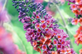 Bicolor Butterfly Bush Live Starter Plants (2-Pack) Buddleia - Fragrant, Drought-Hardy, Butterfly Magnet