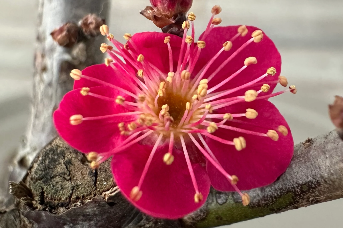 Bonsai Red Apricot (Mai Do) - 3 Fresh Unrooted Cuttings for Rooting or Grafting