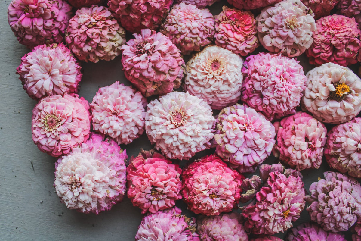 Cupcakes Pink Mix Zinnia Seeds - 100+ Seeds for Double Blooms, Cut Flowers