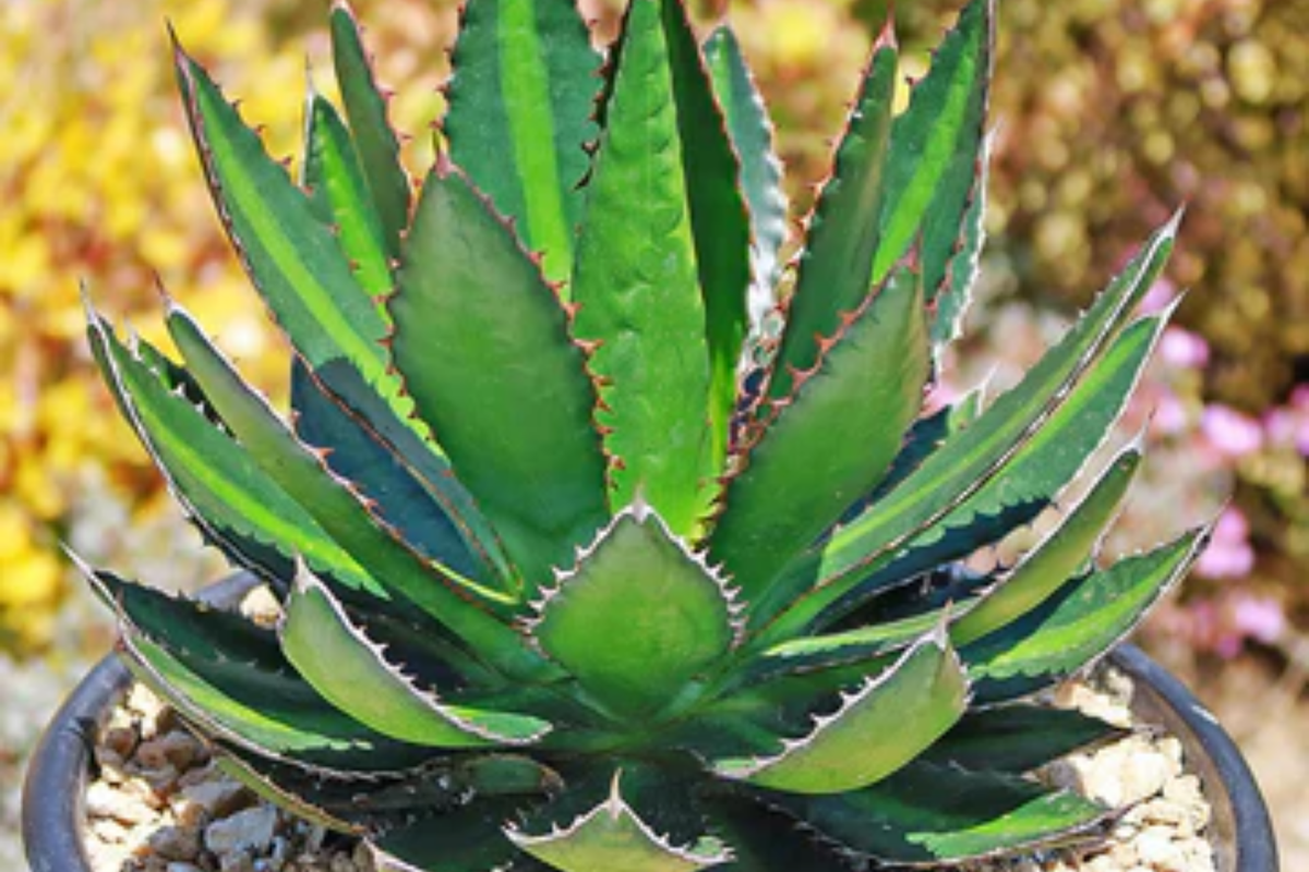 Agave Lophantha 'Splendida' Starter Plant - 3" Center Stripe Rare Succulent