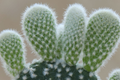 Bunny Ear Cactus Opuntia microdasys - 6" Starter Plant, Easy Care, Indoor/Outdoor