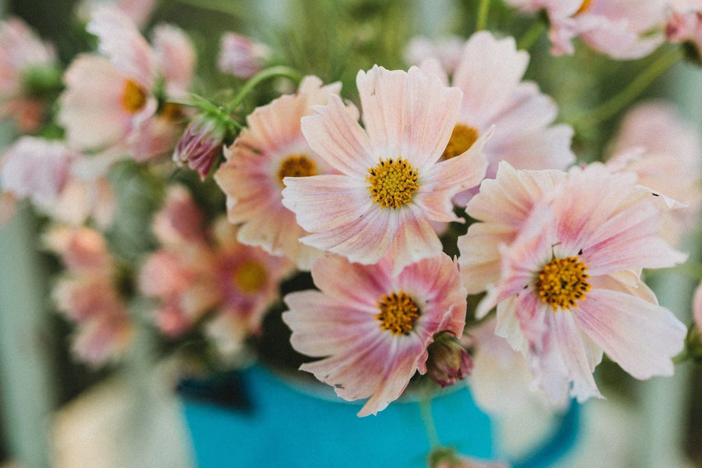 Apricot Lemonade Cosmos Seeds - 200+ Bi-Color Flowers for Cut Flowers