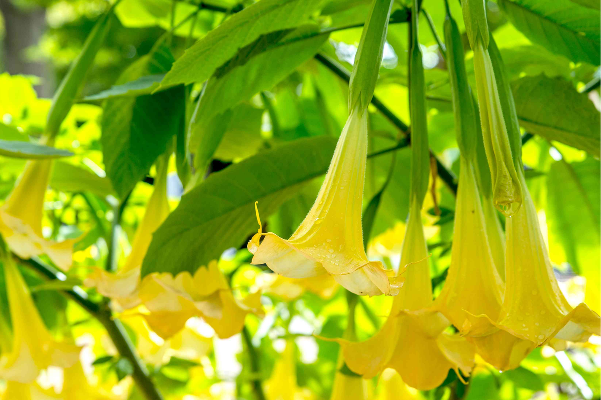 Brugmansia Angel Trumpet Cutting (4” Unrooted) – Tropical, Yellow Flowers
