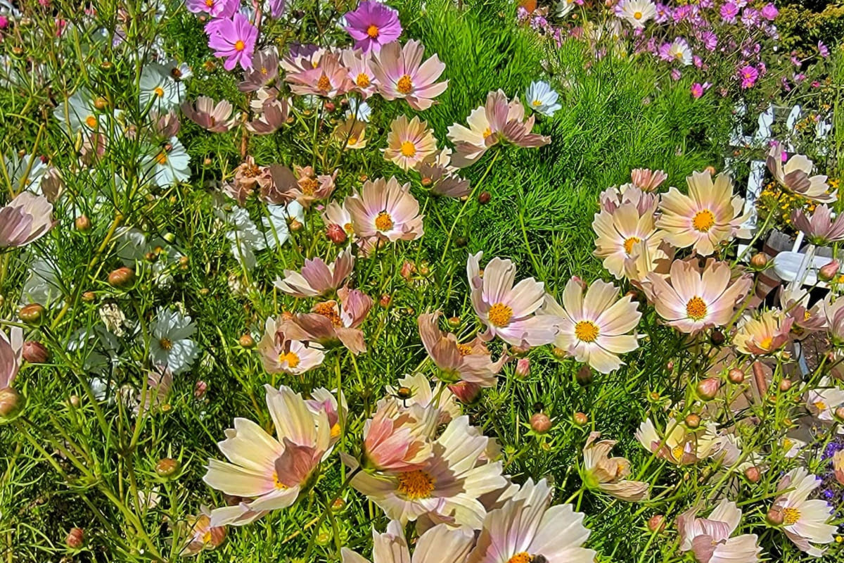Apricot Lemonade Cosmos Seeds - 200+ Bi-Color Flowers for Cut Flowers