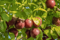 Burbank Plum Scion Cuttings – 6 Quantity, 6-10 in, For Grafting