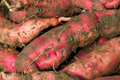 3 Rooted White Sweet Potato Plants in Pots | Live Cutting Vine