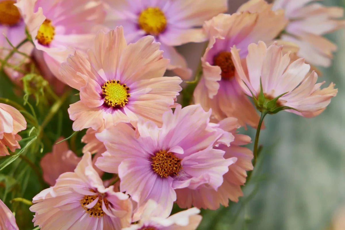 Apricot Lemonade Cosmos Seeds - 200+ Bi-Color Flowers for Cut Flowers