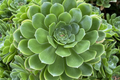 Aeonium Green Rose Cutting (3" Head) - Unrooted Succulent for Propagation