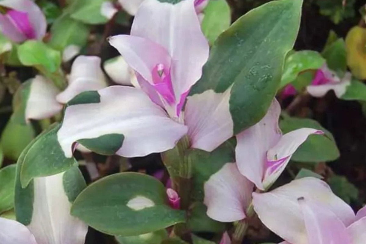 3 Variegated Tradescantia Blushing Bride Cuttings | Wandering Jew - Easy to Grow