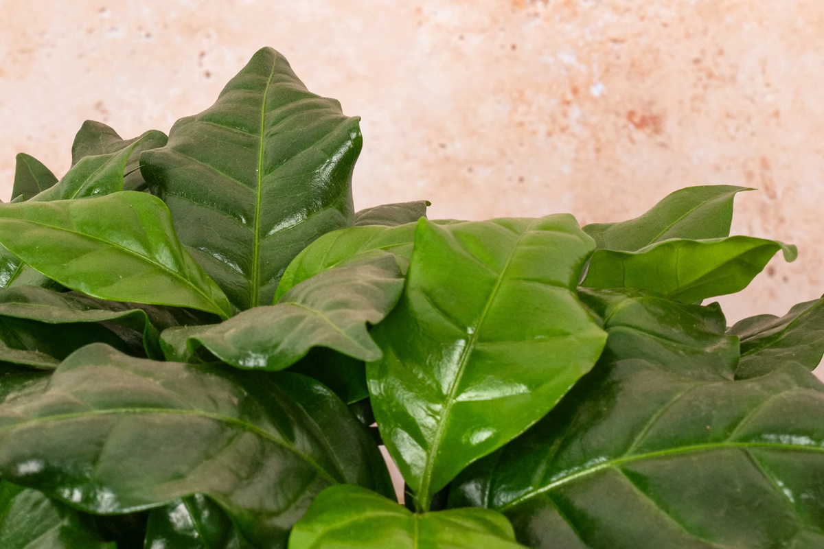 Arabica Coffee Plant - Live Rooted Starter Plant for Home Coffee