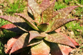 Aloe Maculata Soap Aloe 6+" Fresh Rooted Starter Plant - Drought Resistant