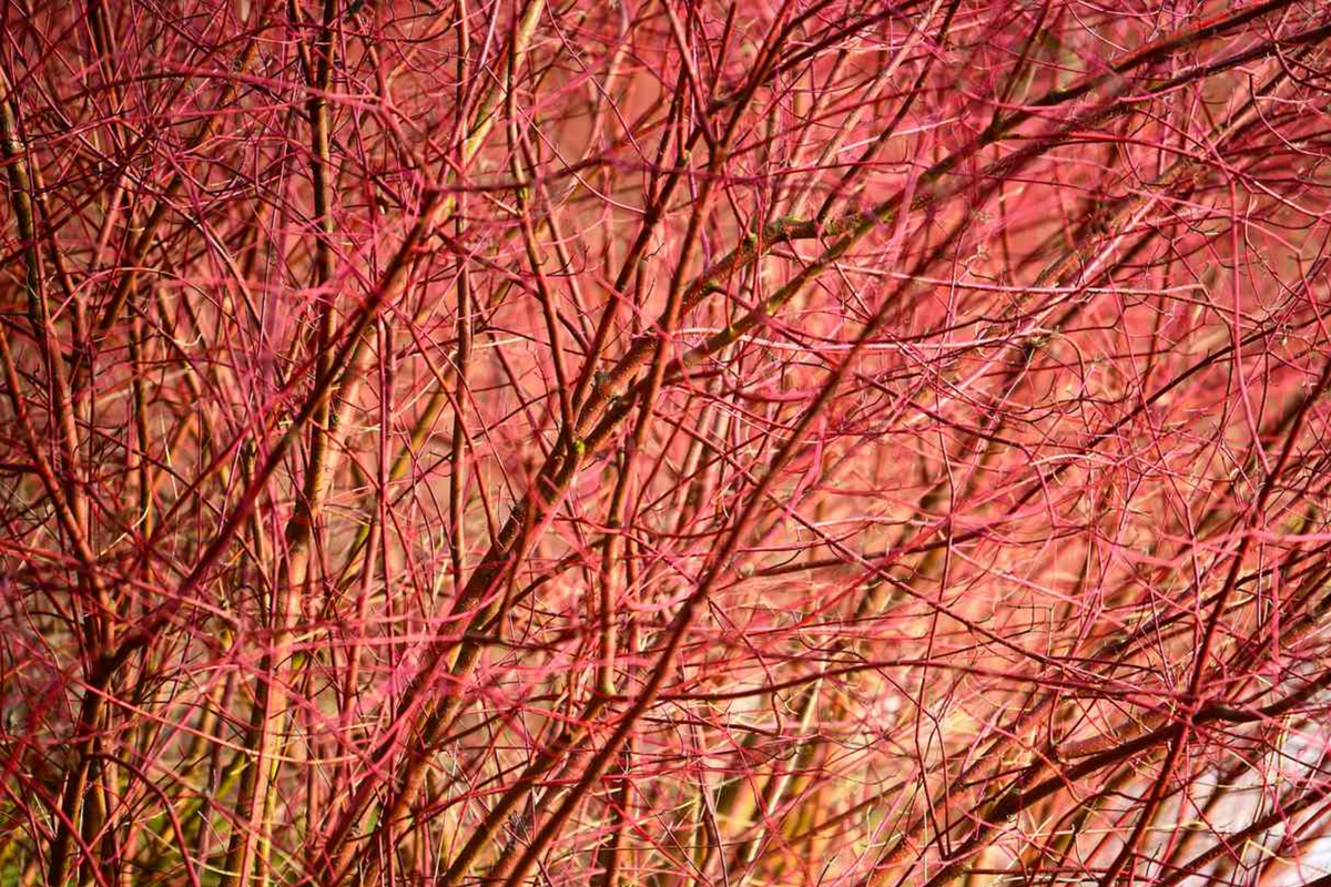 Bright Red Dogwood Cuttings (Cornus sericea) – Unrooted Fresh Cuttings for Privacy Hedge