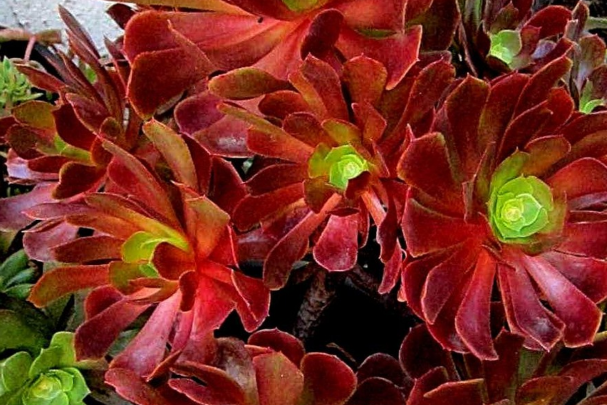 Aeonium Velour Cutting - 3-Inch Unrooted Rosette for Propagation