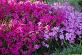 Scarlet Flame Creeping Phlox Seeds - Ground Cover, Drought-Tolerant, Butterfly Attractor (100+ Seeds)