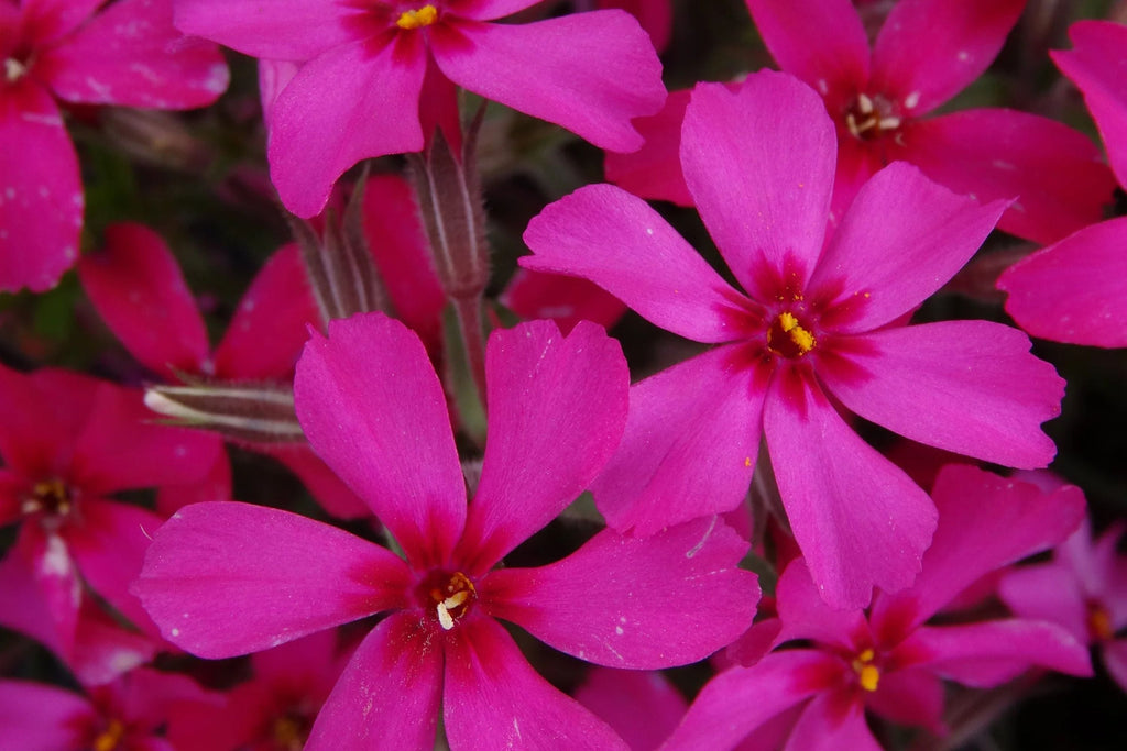 Scarlet Flame Creeping Phlox Seeds - Ground Cover, Drought-Tolerant, Butterfly Attractor (100+ Seeds)