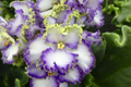 African Violet Buckeye Seabreazes Pair of Cuttings - Easy Care Indoor Starter Plant