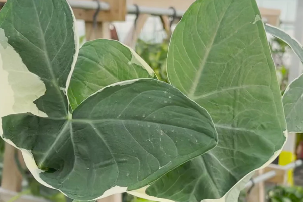 Alocasia Mickey Mouse Plant | Live 4" Pot Starter Plant - Variegated Indoor Houseplant
