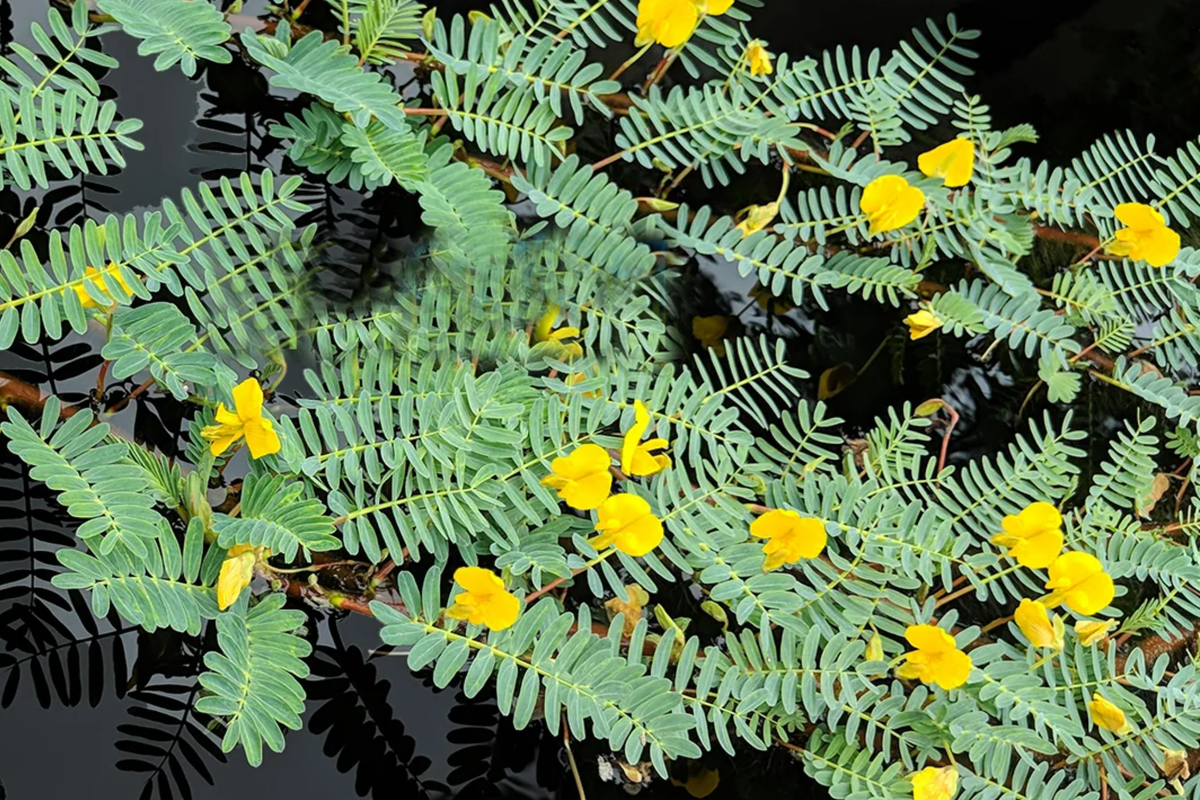 Botswana Wonder Sensitive Plant (Aeschynomene fluitans) - Floating Pond Plant with Yellow Flowers