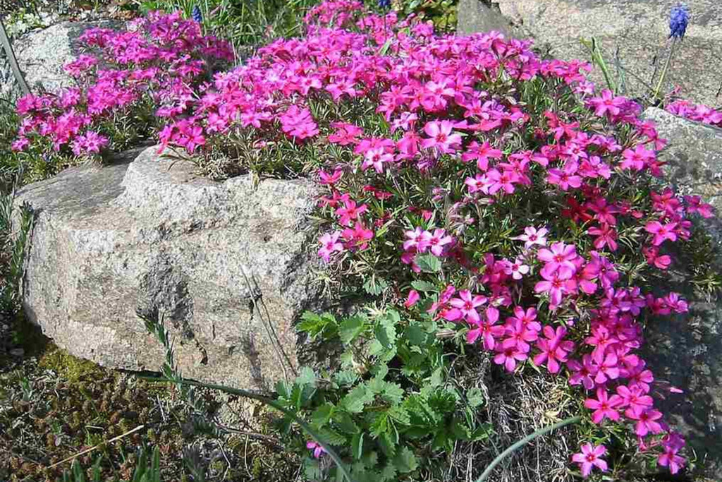 Scarlet Flame Creeping Phlox Seeds - Ground Cover, Drought-Tolerant, Butterfly Attractor (100+ Seeds)