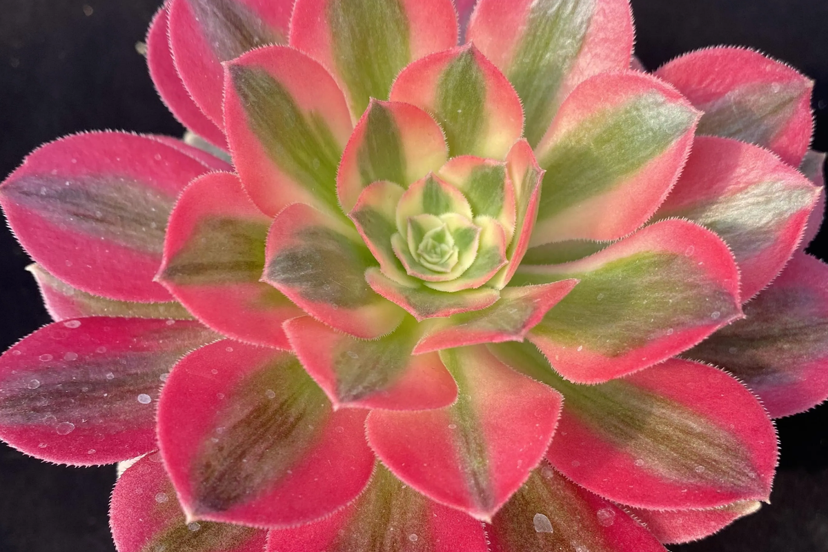 Aeonium Perfume Concubine Cutting - 2.5-Inch Rosette, Easy Care Succulent