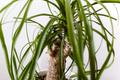 Beaucarnea multi Ponytail Palm Rooted Cutting in 2" Pot | Air-Purifying Petite Starter Plant