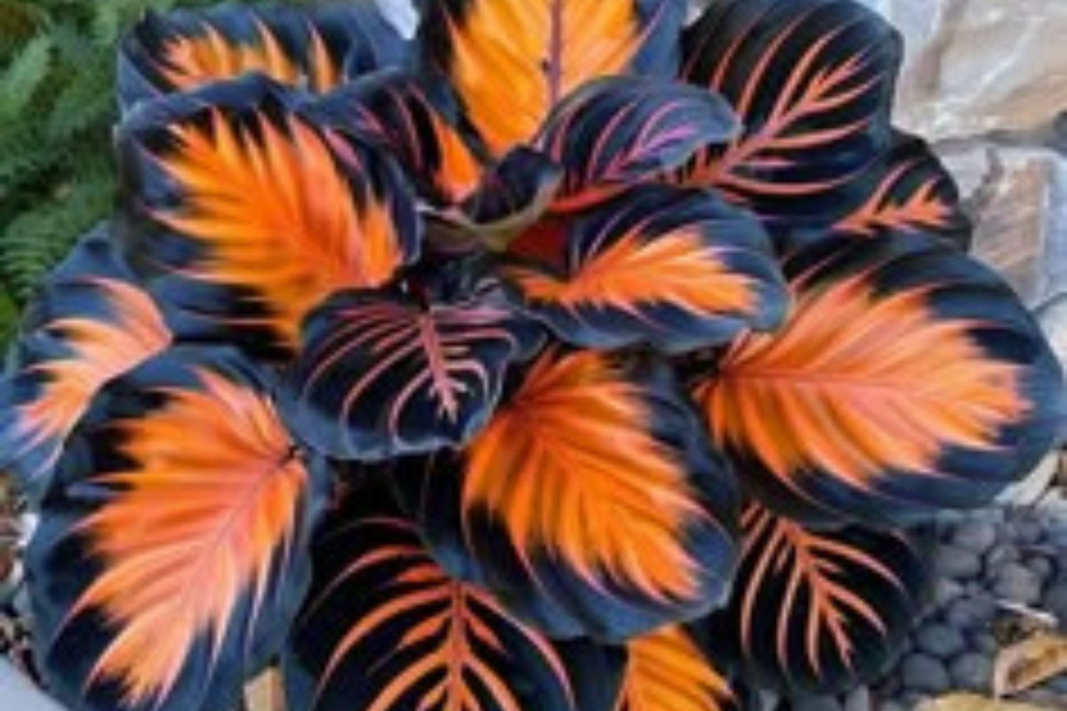 Sunburst Calathea Seeds – 25 Tropical Houseplant Seeds, USA Grown