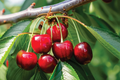 Bing Sweet Cherry Hardwood Scion Wood Cuttings (Prunus avium) - 6", No Roots, For Grafting, Zones 5-8
