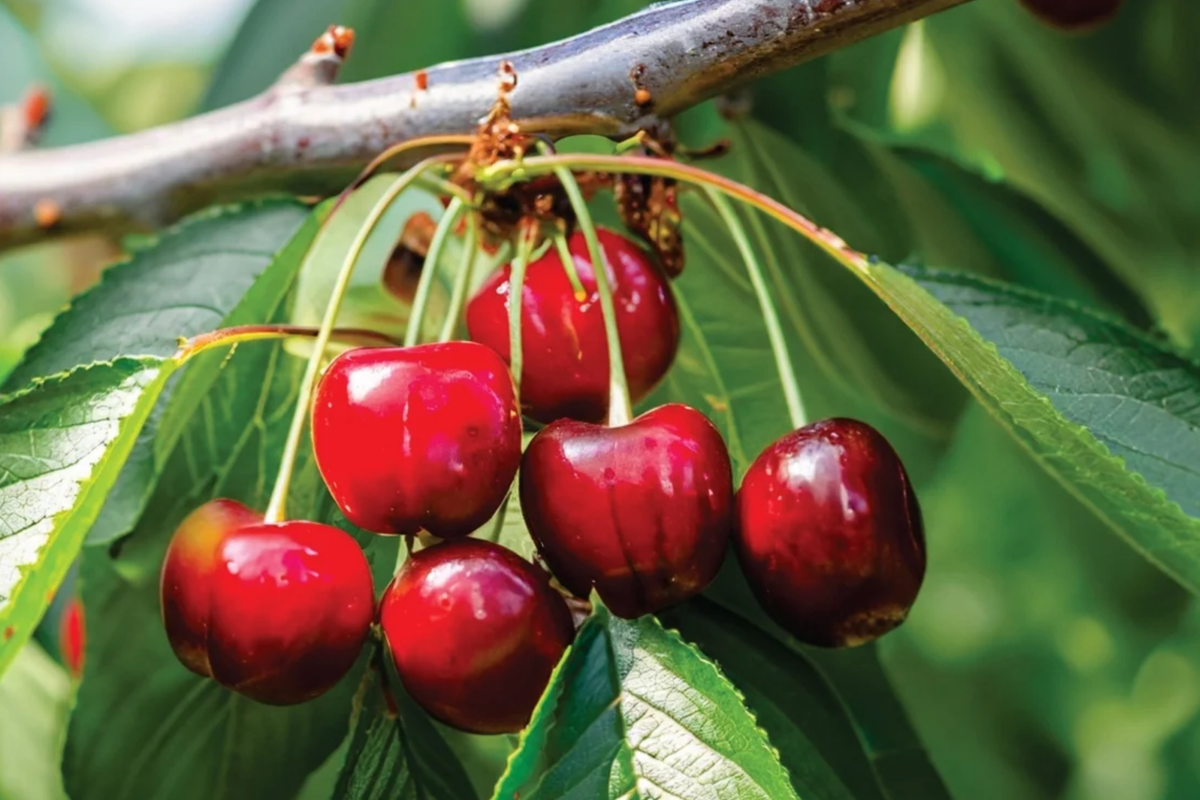 Bing Sweet Cherry Hardwood Scion Wood Cuttings (Prunus avium) - 6", No Roots, For Grafting, Zones 5-8