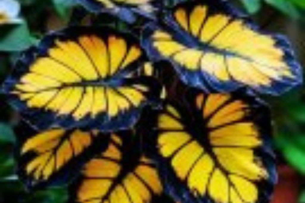 Sunburst Calathea Seeds – 25 Tropical Houseplant Seeds, USA Grown