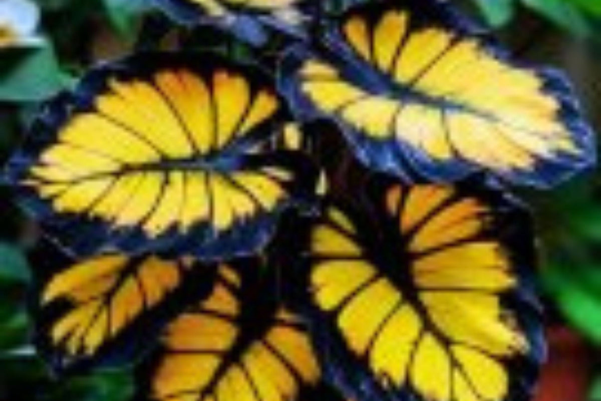 Sunburst Calathea Seeds – 25 Tropical Houseplant Seeds, USA Grown