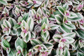 12 Fully Rooted Wandering Jew Cuttings - Tradescantia Zebrina, Indoor/Outdoor Houseplants